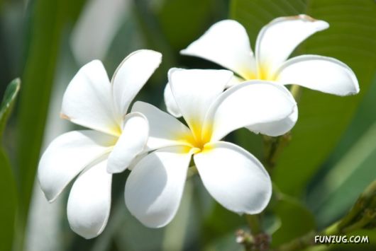 Green & White Beautiful Flowers