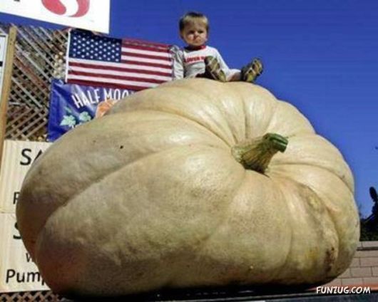 Ever seen such Huge Vegetables ?