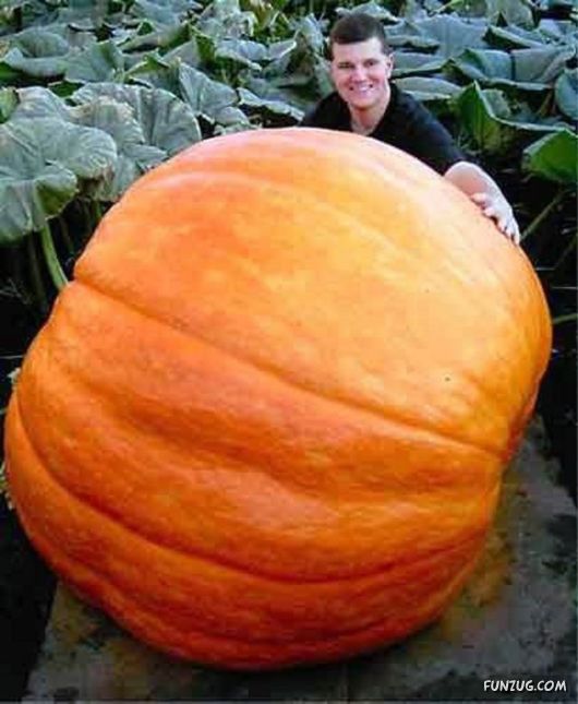 Ever seen such Huge Vegetables ?
