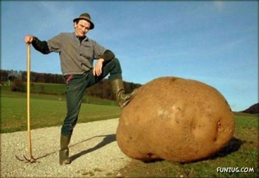 Ever seen such Huge Vegetables ?