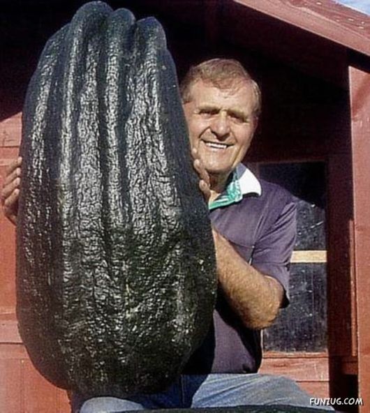 Ever seen such Huge Vegetables ?