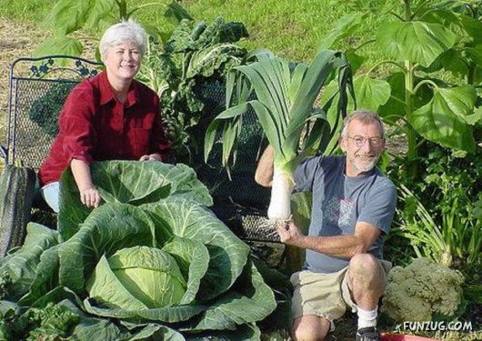 Ever seen such Huge Vegetables ?