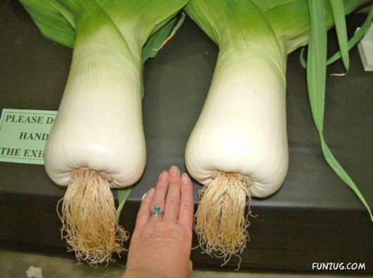Ever seen such Huge Vegetables ?