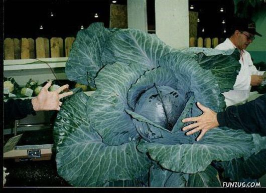 Ever seen such Huge Vegetables ?