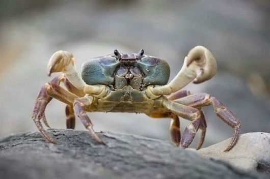 Amazing Microscopic Macro Nature Pictures