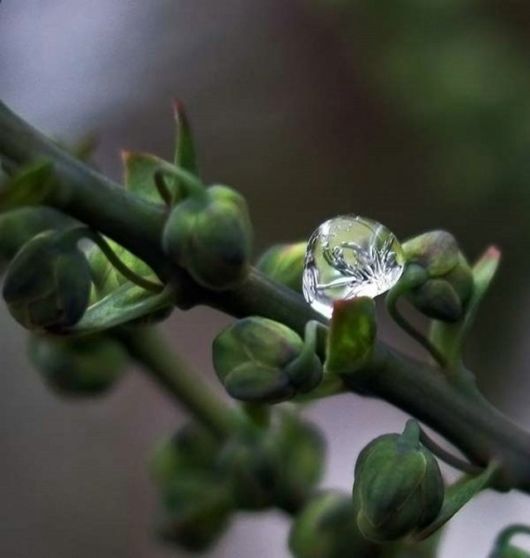 Amazing Microscopic Macro Nature Pictures