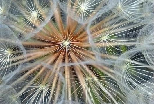 Amazing Microscopic Macro Nature Pictures