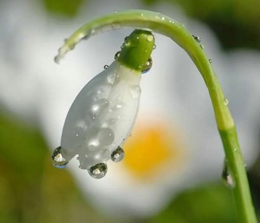 Amazing Microscopic Macro Nature Pictures