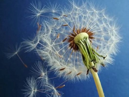 Amazing Microscopic Macro Nature Pictures