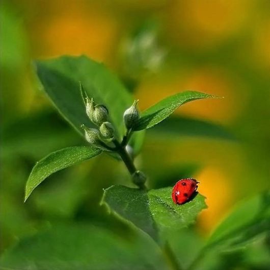 Amazing Microscopic Macro Nature Pictures