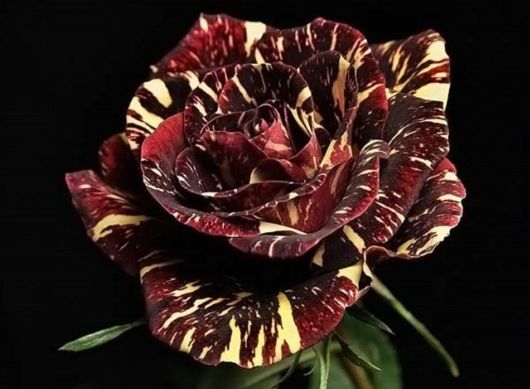 Amazing Microscopic Macro Nature Pictures