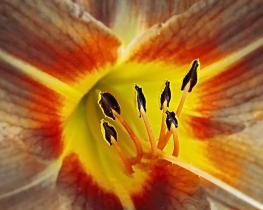 Amazing Microscopic Macro Nature Pictures