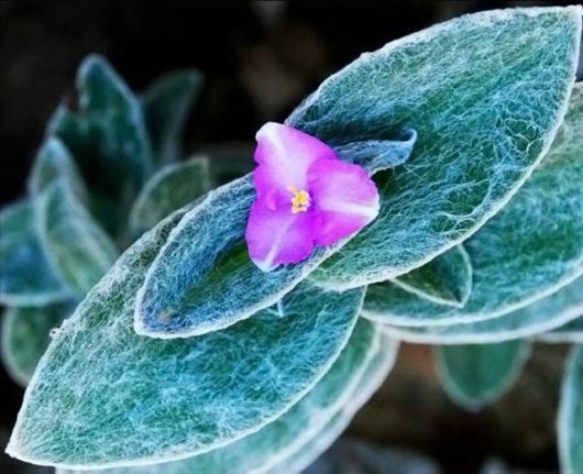 Amazing Microscopic Macro Nature Pictures