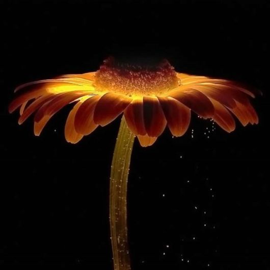 Amazing Microscopic Macro Nature Pictures