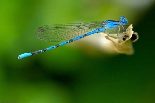 Amazing Microscopic Macro Nature Pictures