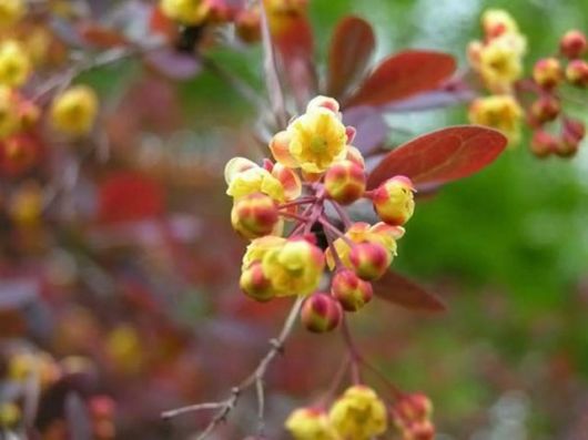 Amazing Microscopic Macro Nature Pictures