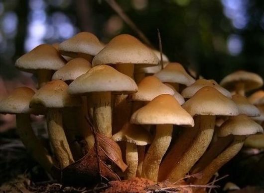 Amazing Microscopic Macro Nature Pictures