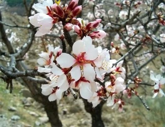 Amazing Microscopic Macro Nature Pictures