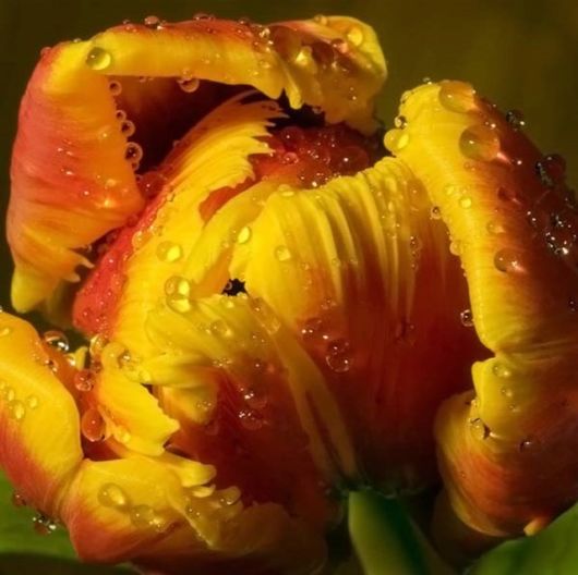 Amazing Microscopic Macro Nature Pictures