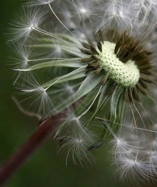 Amazing Microscopic Macro Nature Pictures