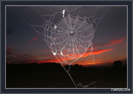 Beautiful Rain Drops on Spider Webs