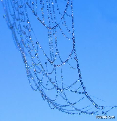 Beautiful Rain Drops on Spider Webs