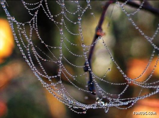 Beautiful Rain Drops on Spider Webs