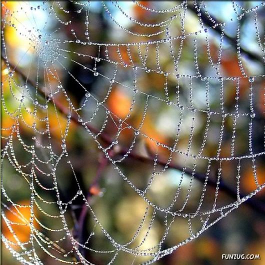 Beautiful Rain Drops on Spider Webs