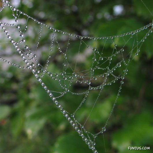 Beautiful Rain Drops on Spider Webs