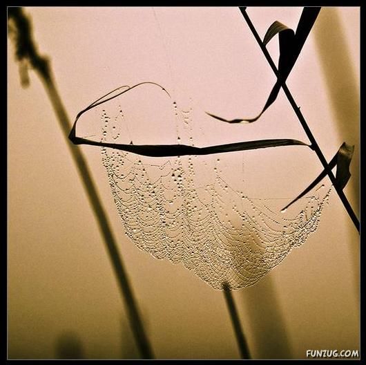 Beautiful Rain Drops on Spider Webs