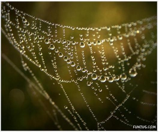 Beautiful Rain Drops on Spider Webs