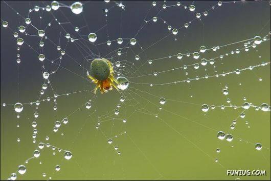 Beautiful Rain Drops on Spider Webs