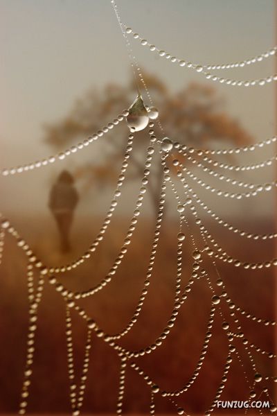 Beautiful Rain Drops on Spider Webs