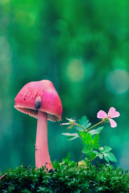 Rare and Beautiful Mushrooms