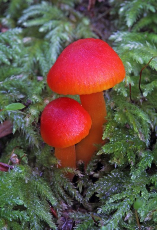 Rare and Beautiful Mushrooms