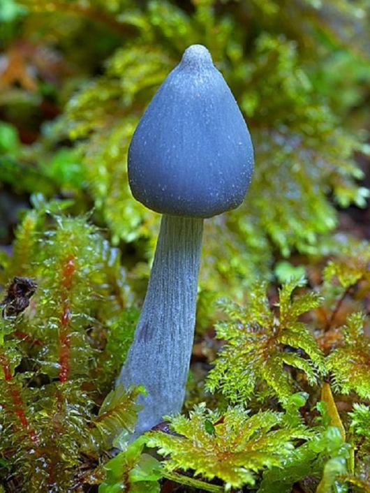 Rare and Beautiful Mushrooms