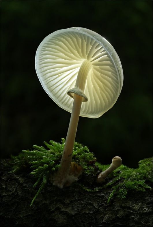 rare beautiful mushrooms 12