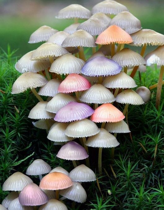 Rare and Beautiful Mushrooms