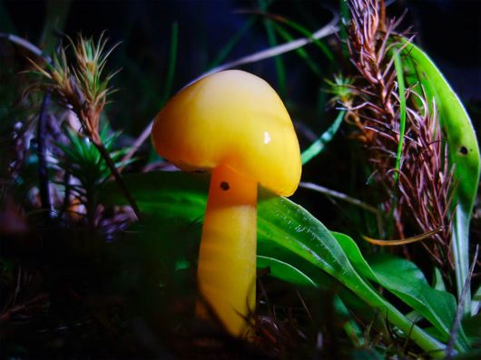 Rare and Beautiful Mushrooms