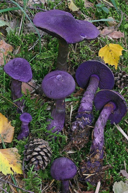 amethyst mushroom edible