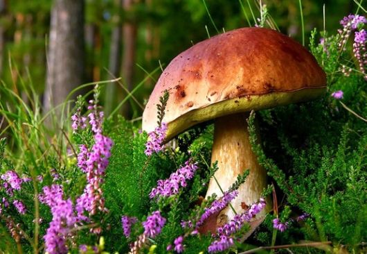 Rare and Beautiful Mushrooms