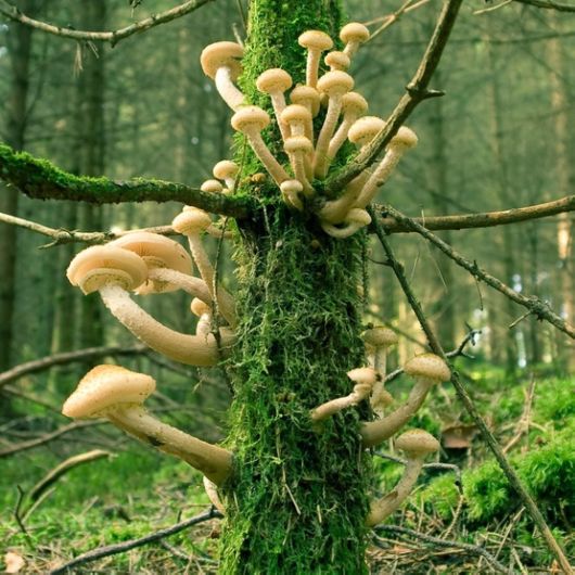 Rare and Beautiful Mushrooms