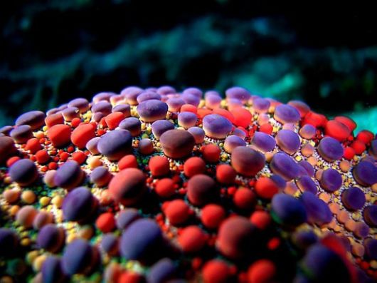 Rare and Beautiful Mushrooms