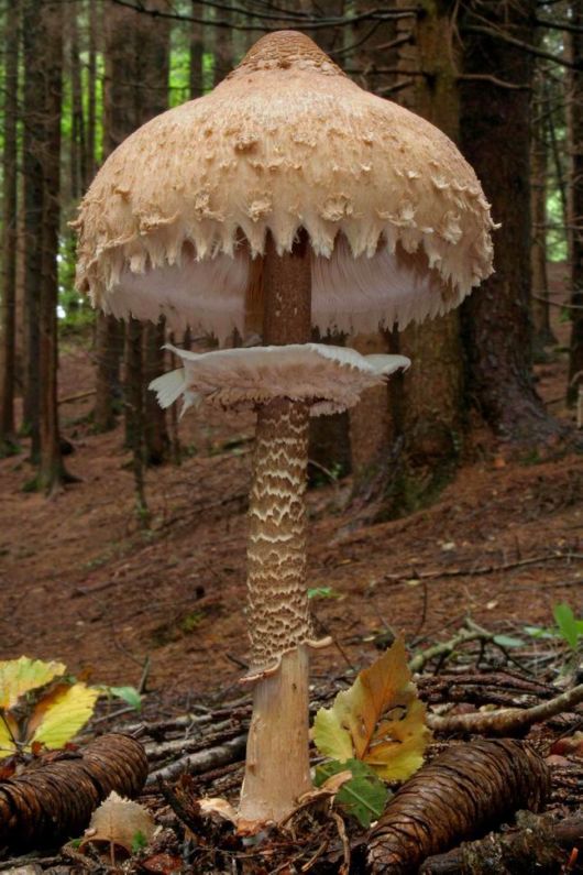 Rare and Beautiful Mushrooms
