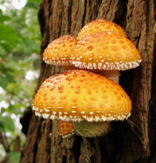 Rare and Beautiful Mushrooms  Funzug.com