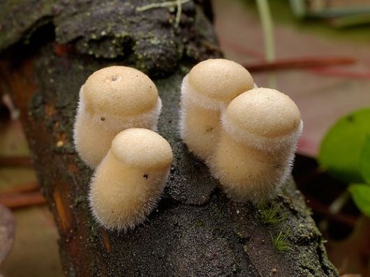Rare and Beautiful Mushrooms