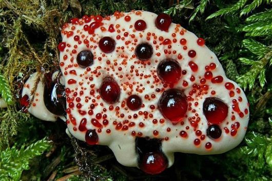 Rare and Beautiful Mushrooms