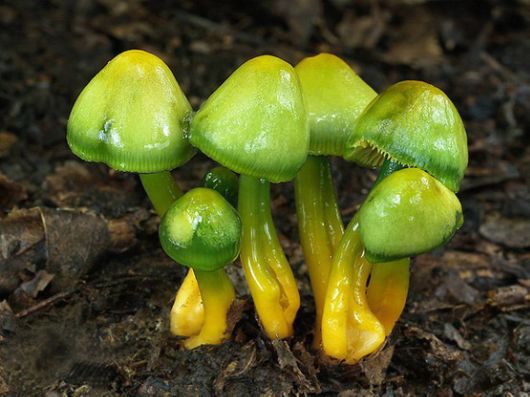 Rare and Beautiful Mushrooms