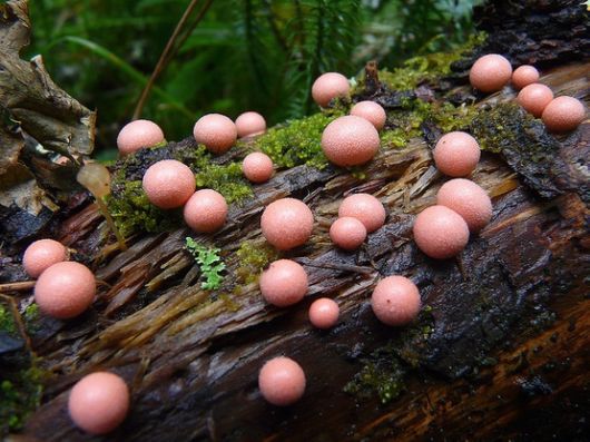 Rare and Beautiful Mushrooms