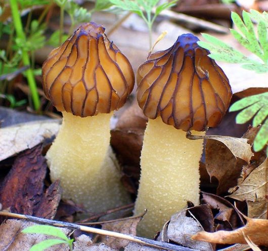 Rare and Beautiful Mushrooms